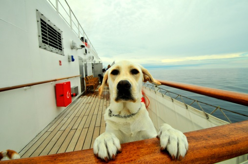 Dog on Cruise
